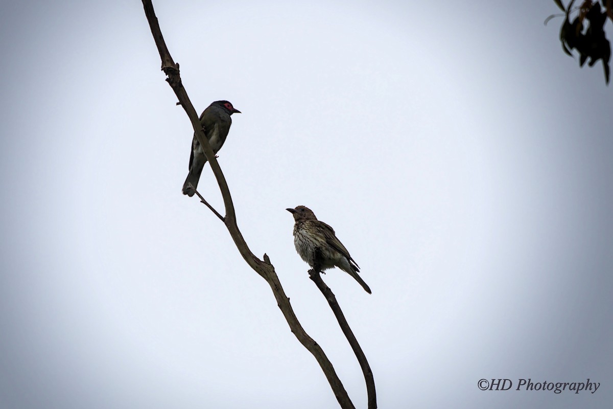 Australasian Figbird - ML643904632