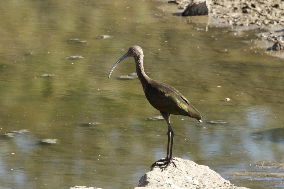 White-faced Ibis - ML643904633