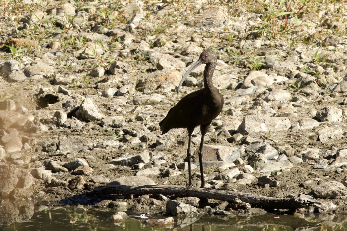 White-faced Ibis - ML643904634