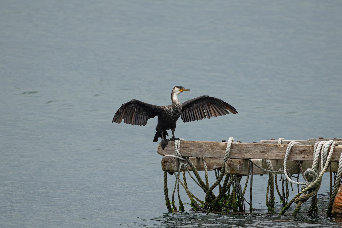 Japanese Cormorant - ML643904649