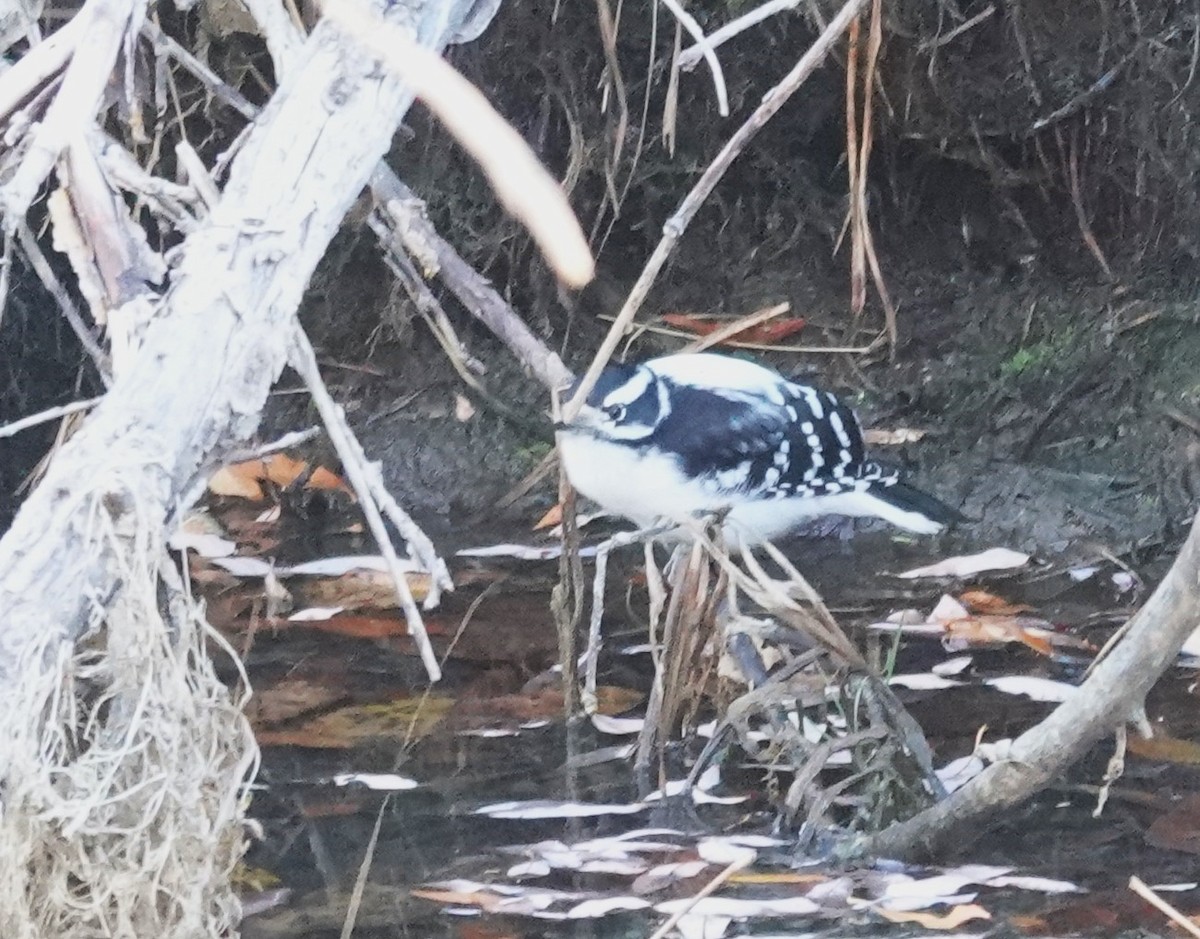 Downy Woodpecker - ML643904650