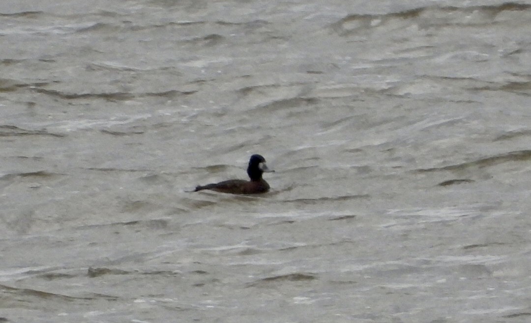 Greater/Lesser Scaup - ML643904655