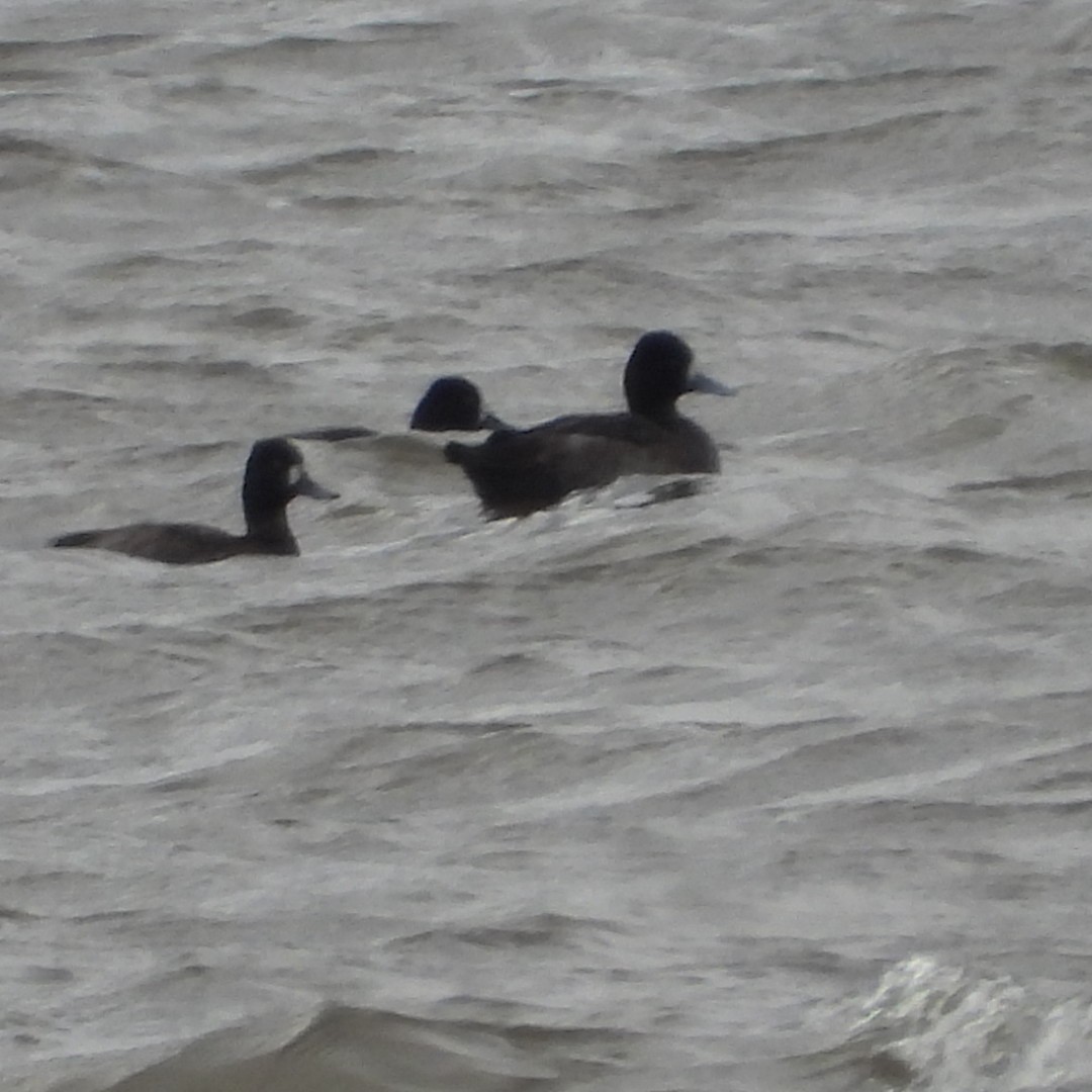 Greater/Lesser Scaup - ML643904656