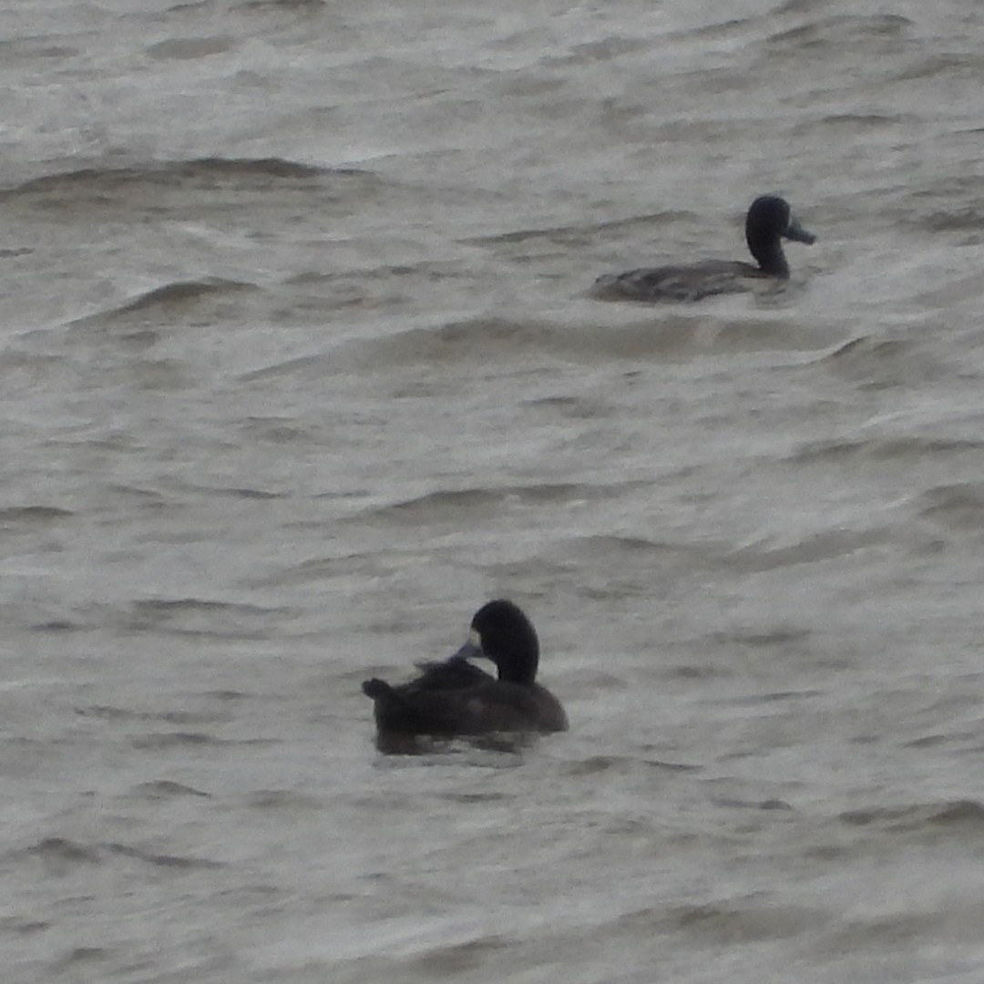 Greater/Lesser Scaup - ML643904657