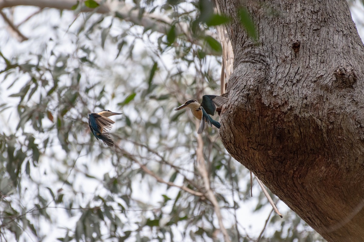 Sacred Kingfisher - ML643904669