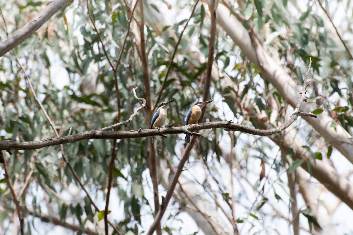 Sacred Kingfisher - ML643904670