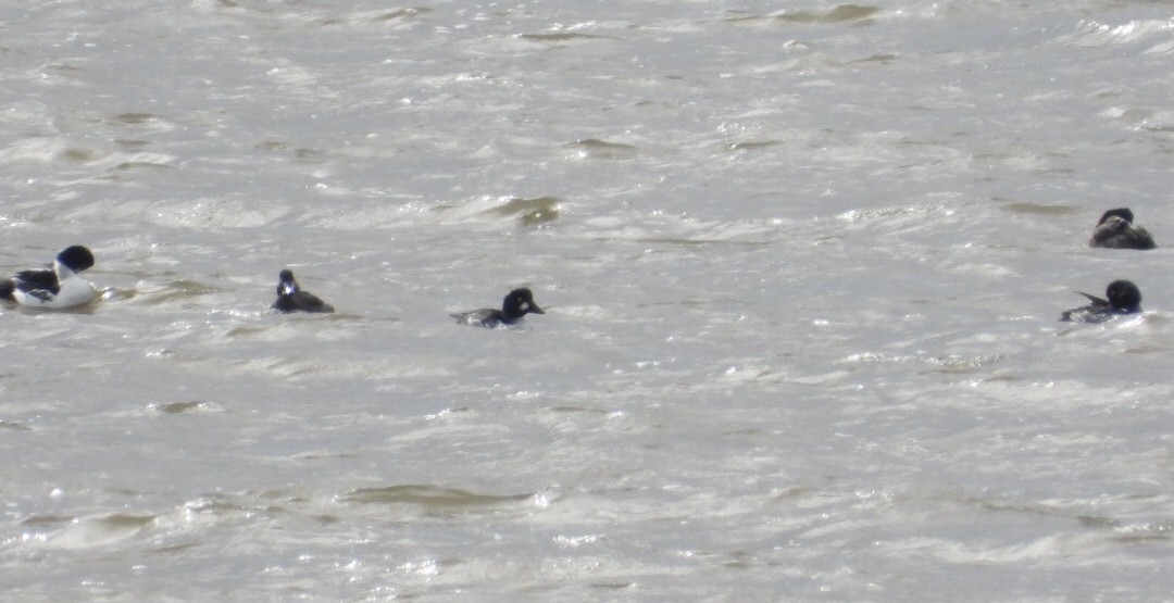 Common Goldeneye - ML643904677