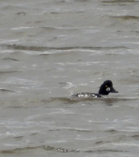 Common Goldeneye - ML643904678
