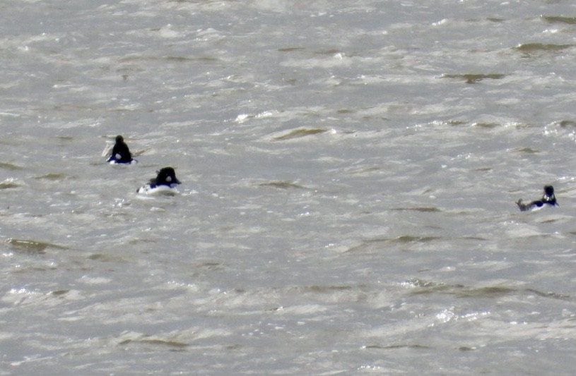 Common Goldeneye - ML643904679