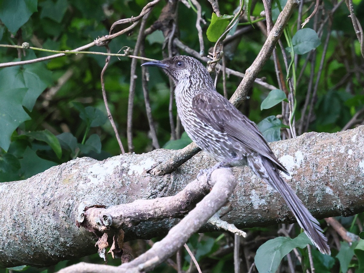 Little Wattlebird - ML643904691