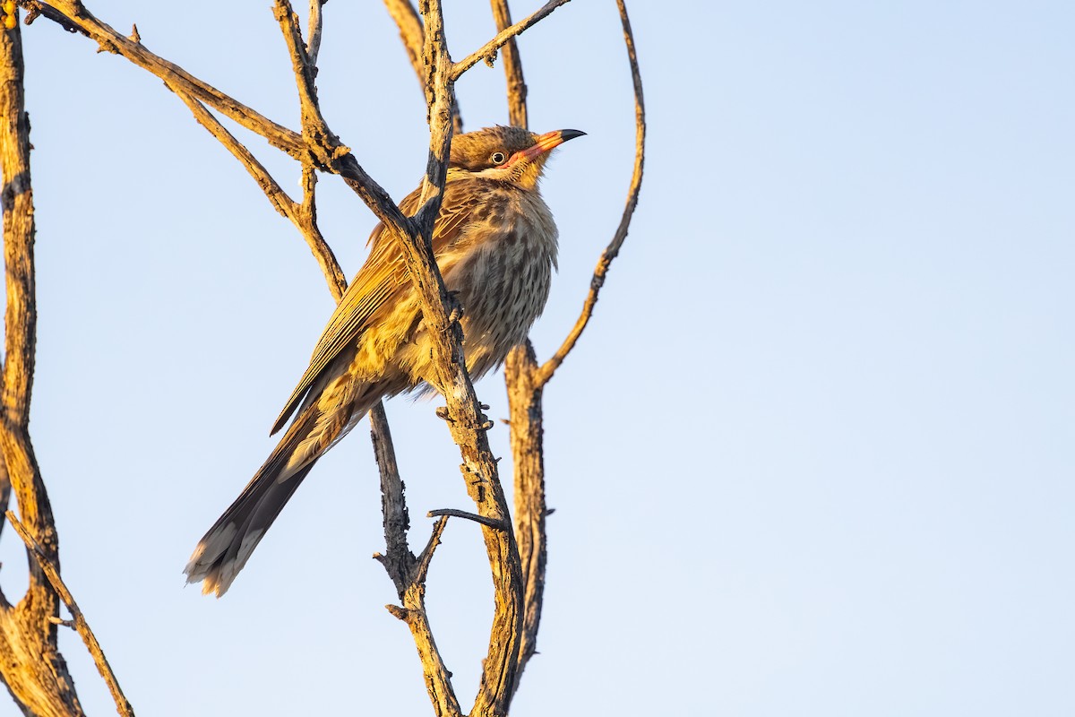 Spiny-cheeked Honeyeater - ML643904694
