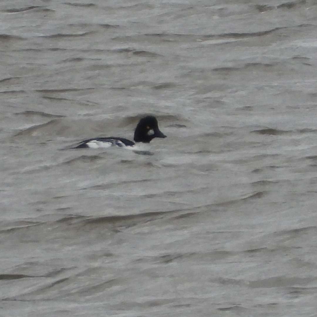 Common Goldeneye - ML643904697