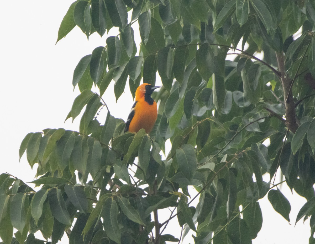 Hooded Oriole - ML643904709