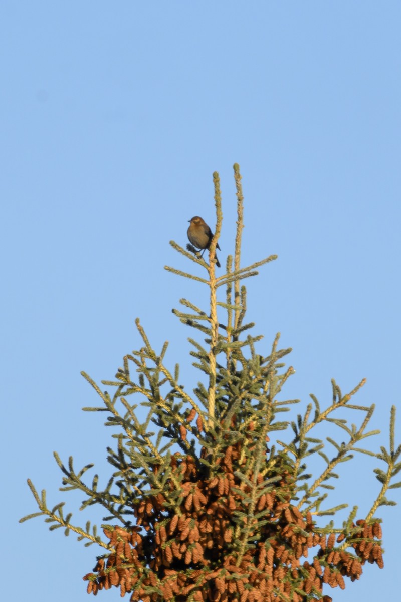 Rusty Blackbird - ML643904711