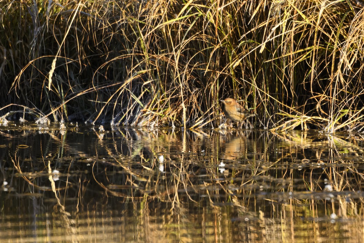 Rusty Blackbird - ML643904712