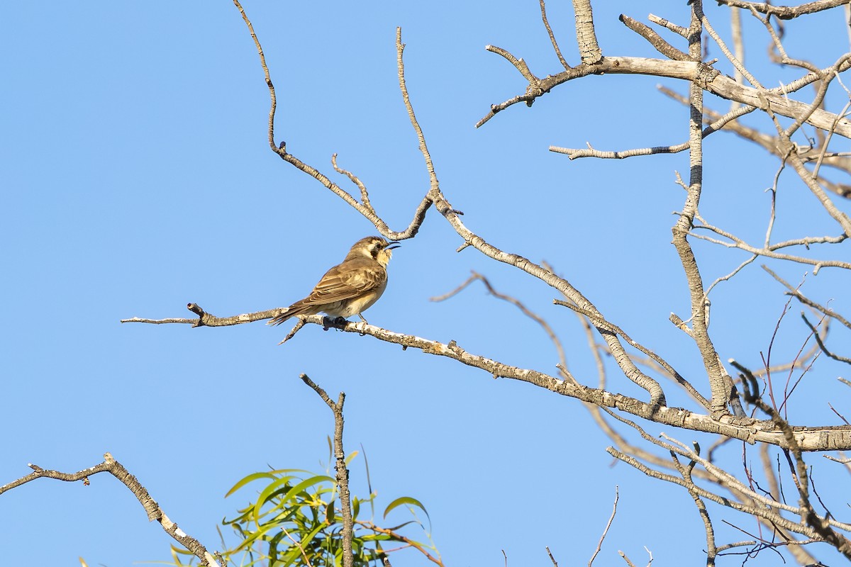 Black-eared Cuckoo - ML643904715