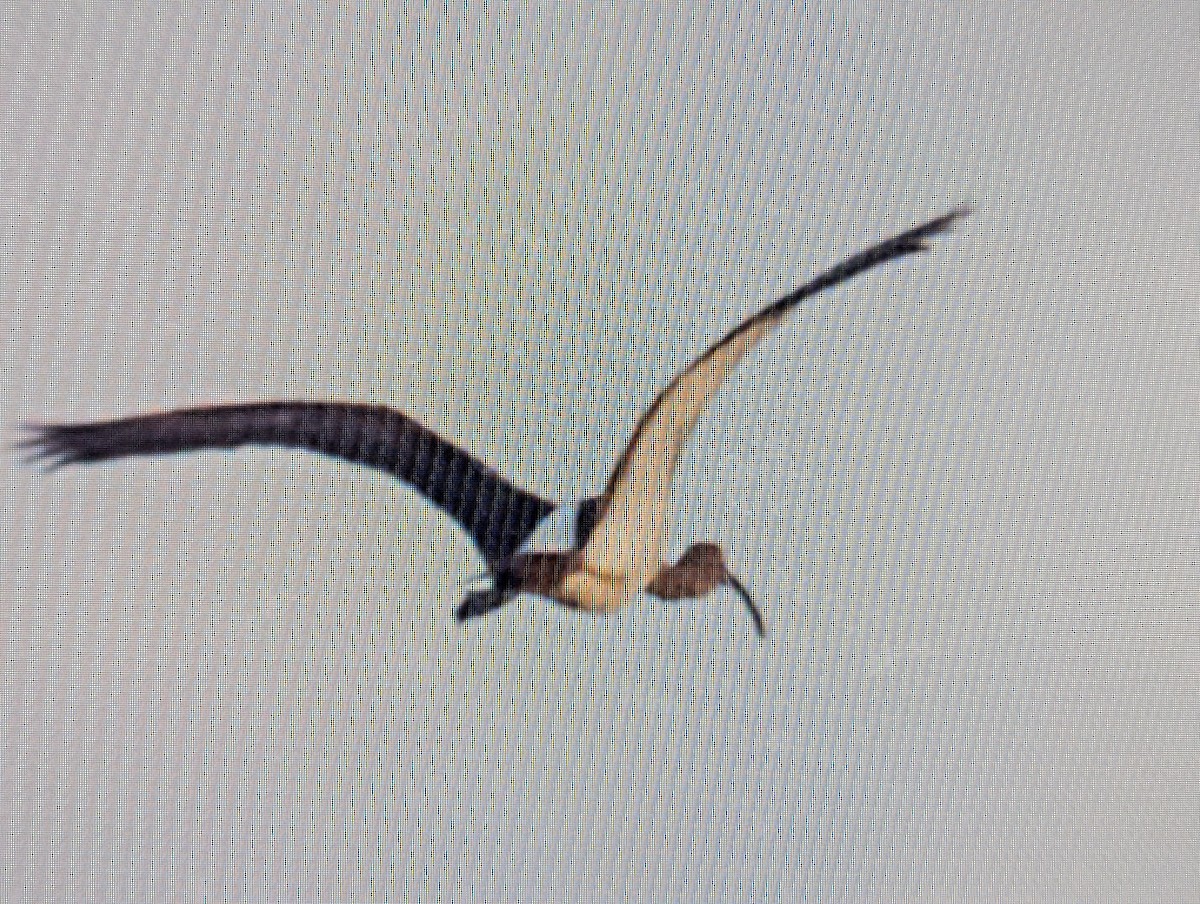 White Ibis - ML643904720