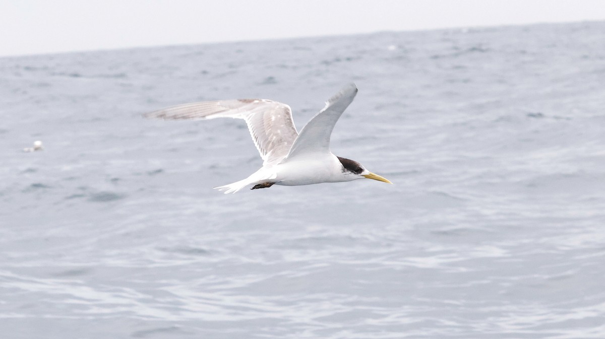 Great Crested Tern - ML643904729