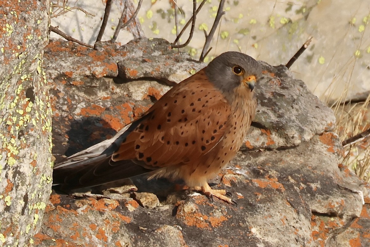 Rock Kestrel - ML643904757