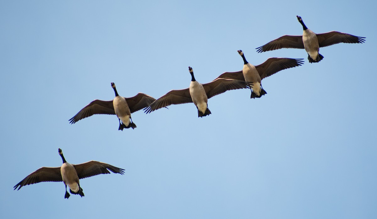 Canada Goose - ML643904777