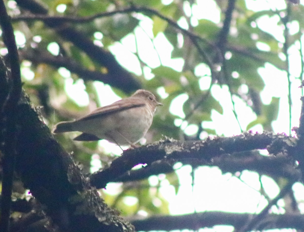 Veery - ML643904797