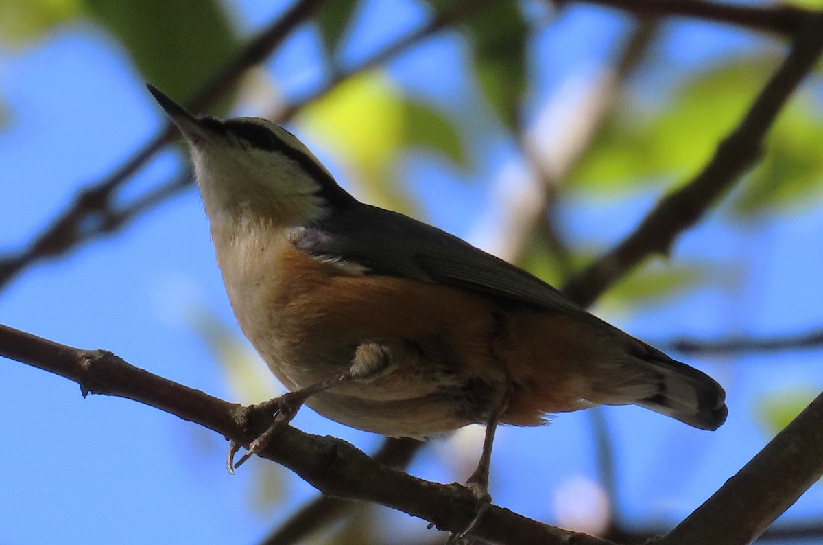 Red-breasted Nuthatch - ML643904808