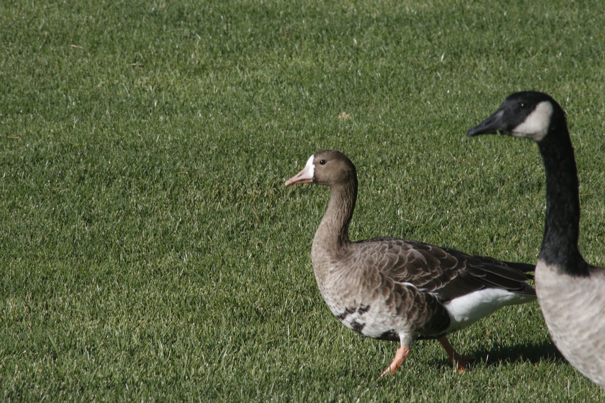Greater White-fronted Goose - ML643904809