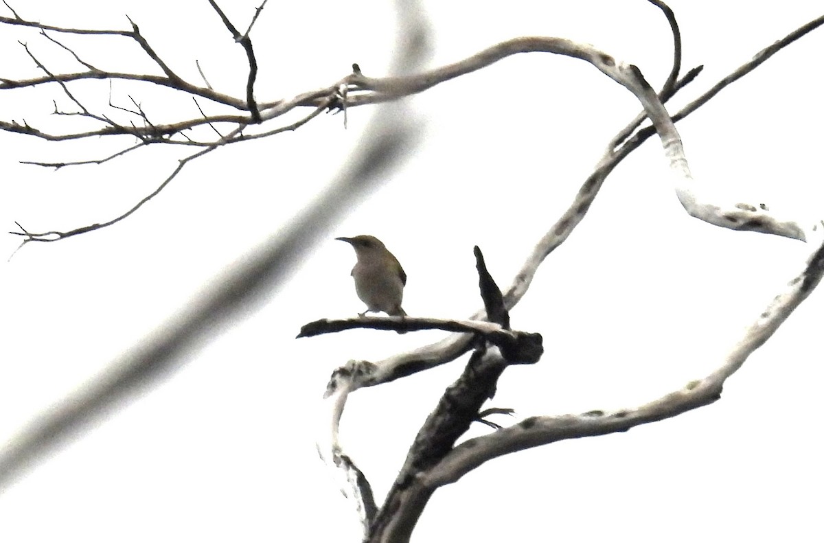 Brown Honeyeater - ML643904810