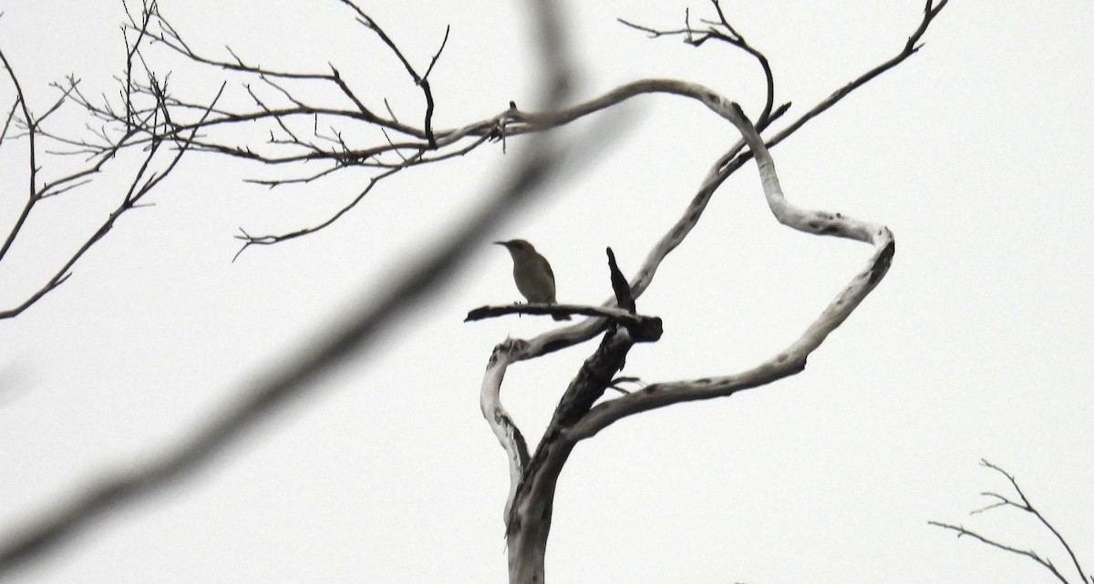 Brown Honeyeater - ML643904811