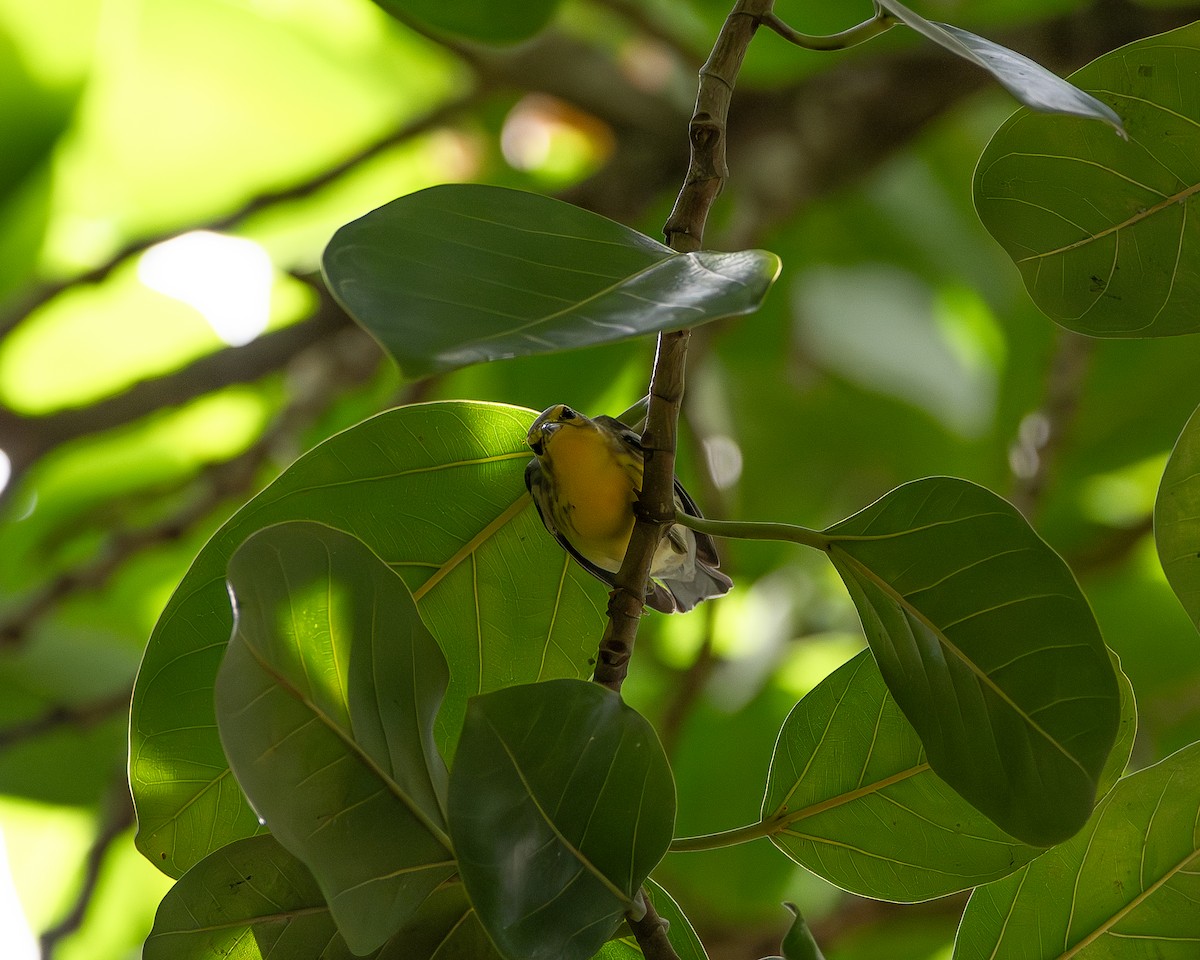 סבכון כתום-גרון - ML643904814