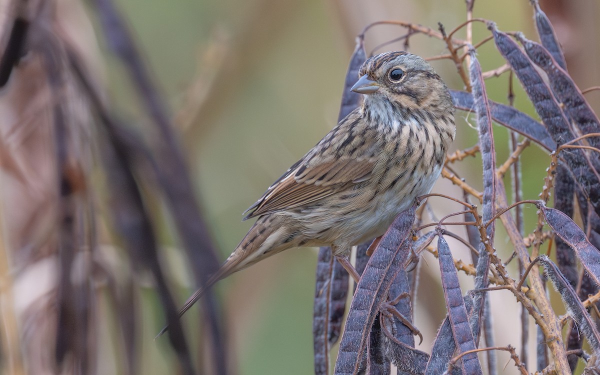 Lincoln's Sparrow - ML643904815