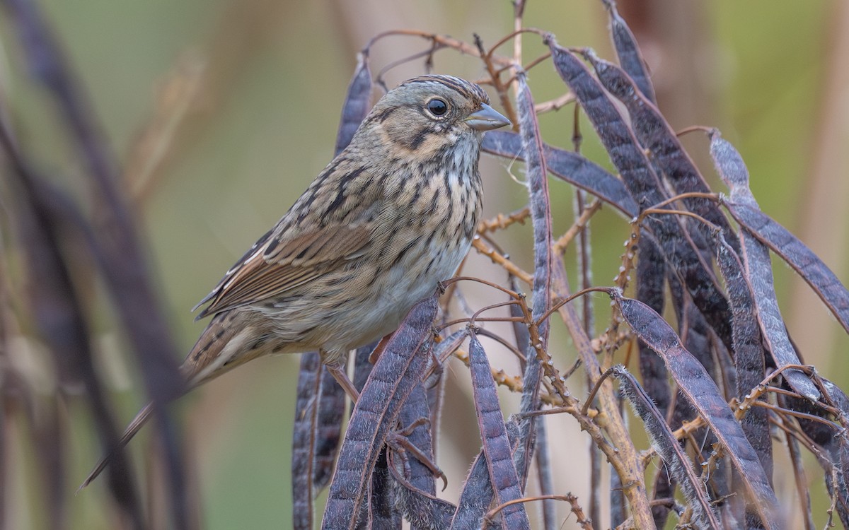 Lincoln's Sparrow - ML643904816