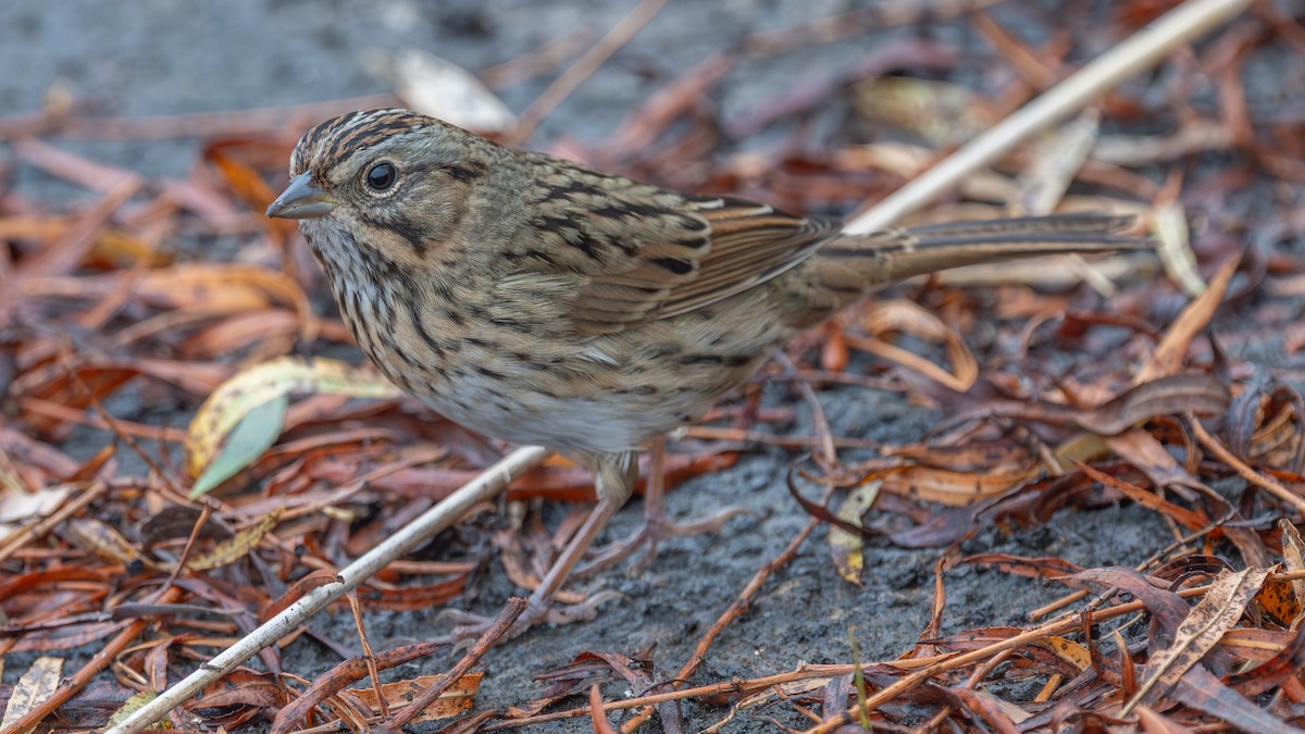 Lincoln's Sparrow - ML643904817