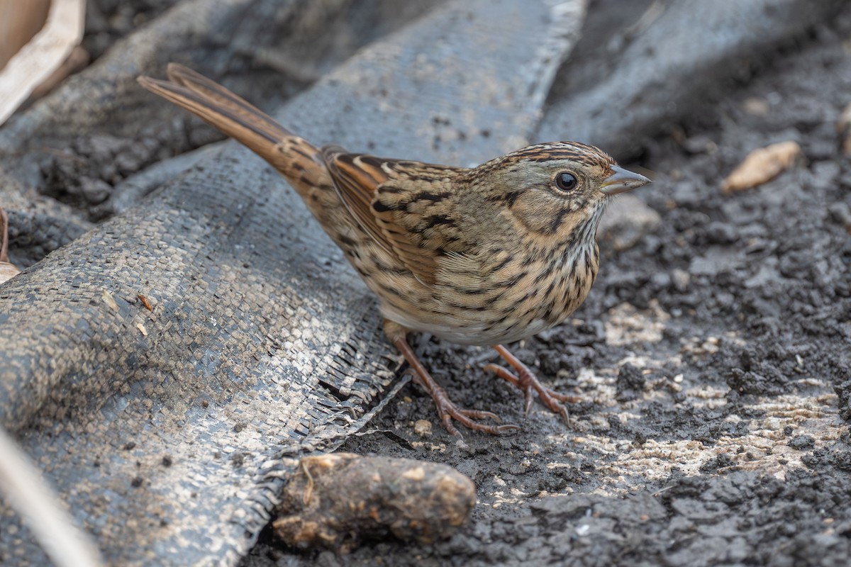 Lincoln's Sparrow - ML643904818