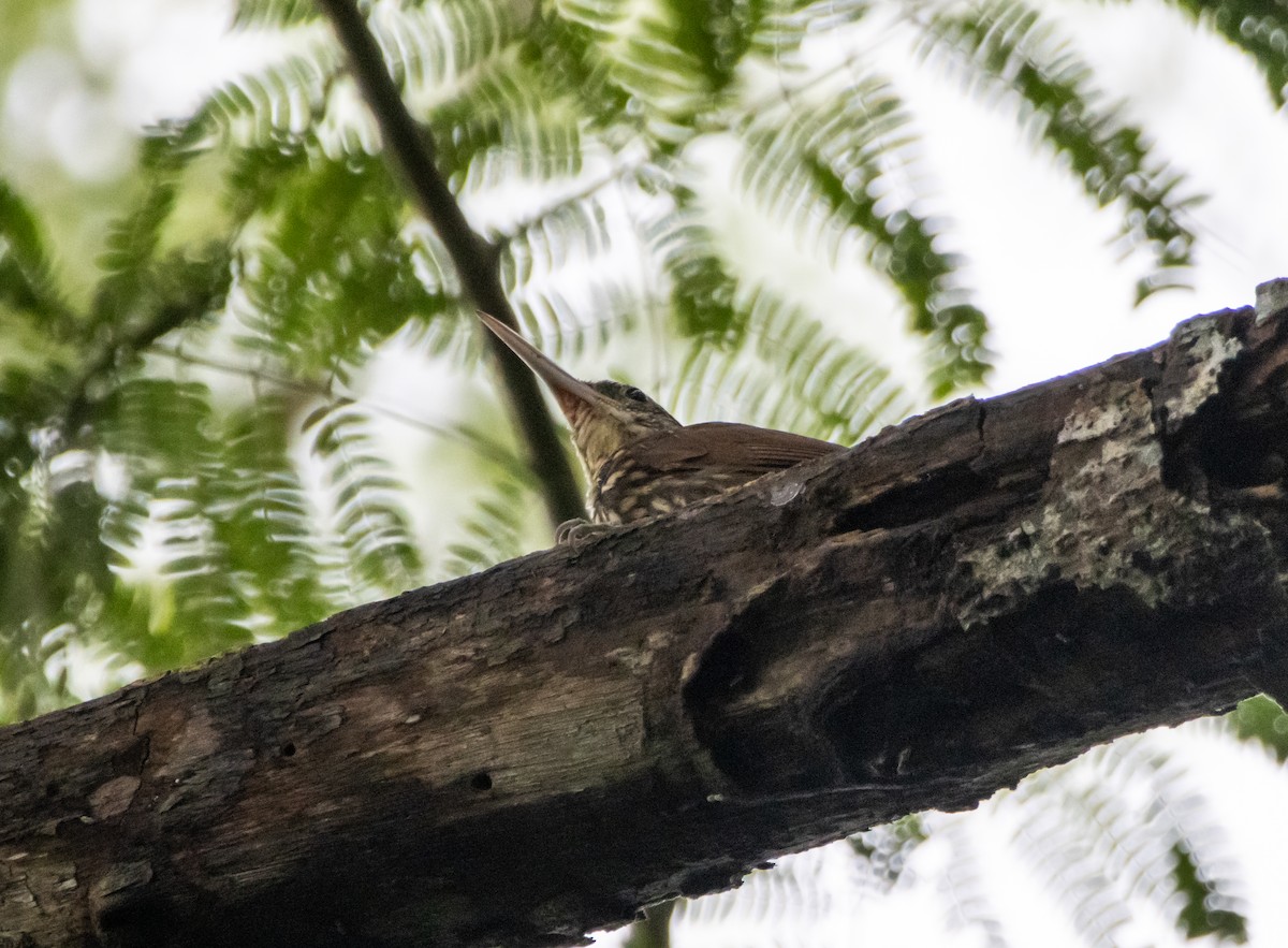 シロハシオニキバシリ - ML643904820