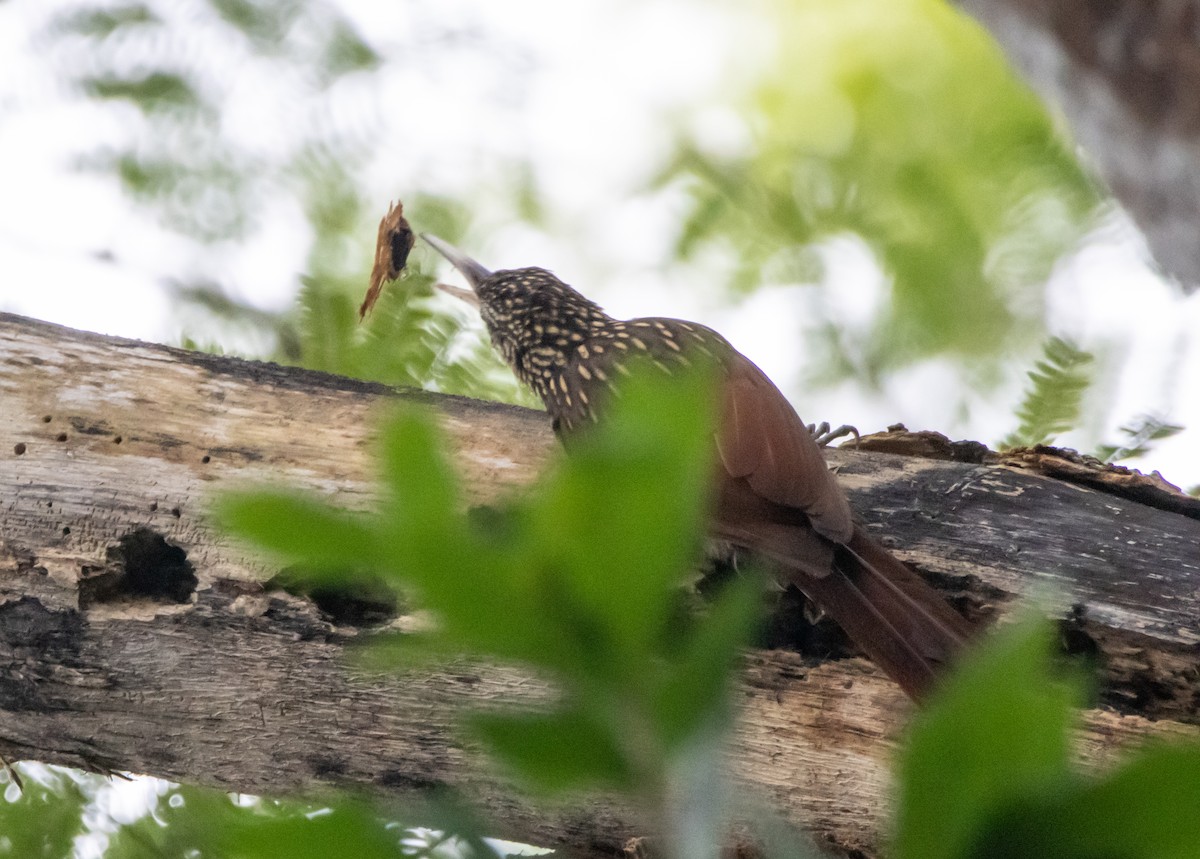 シロハシオニキバシリ - ML643904821