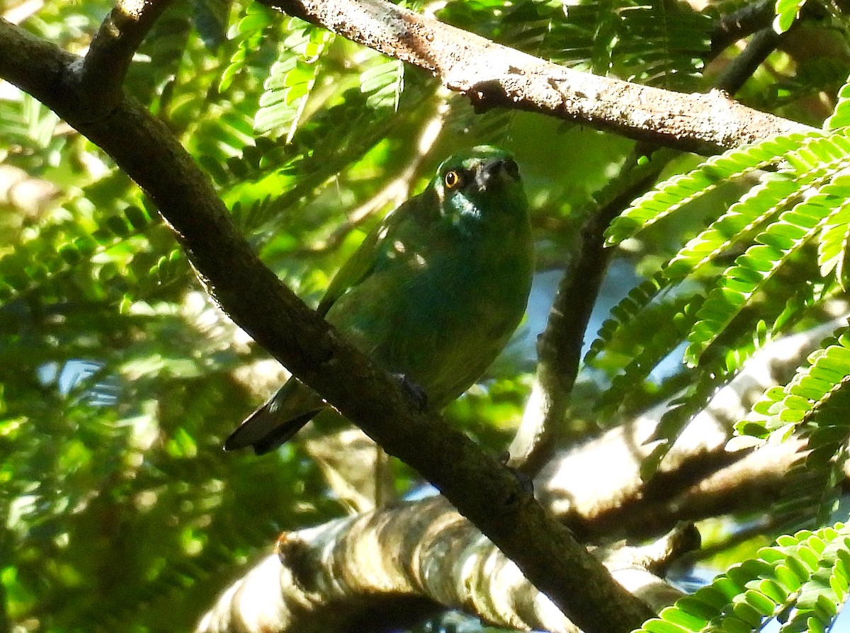 Viridian Dacnis - ML643904827