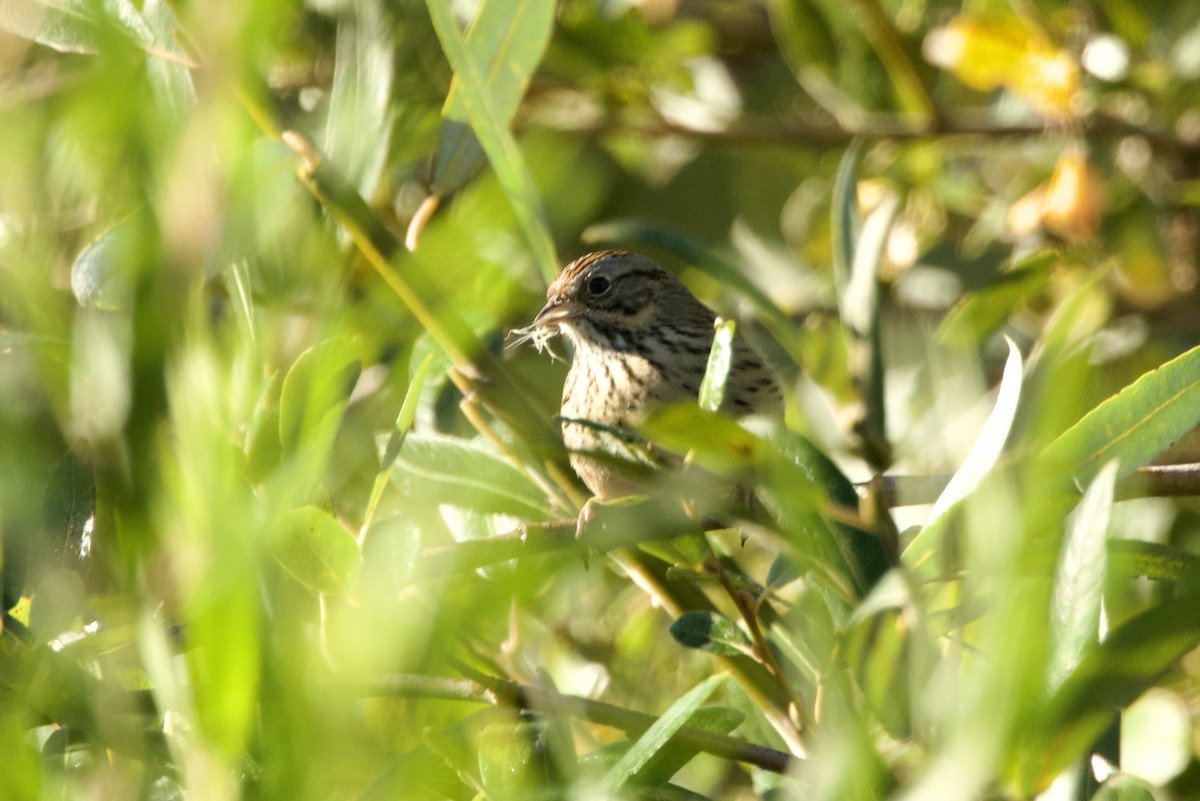 Lincoln's Sparrow - ML643904833