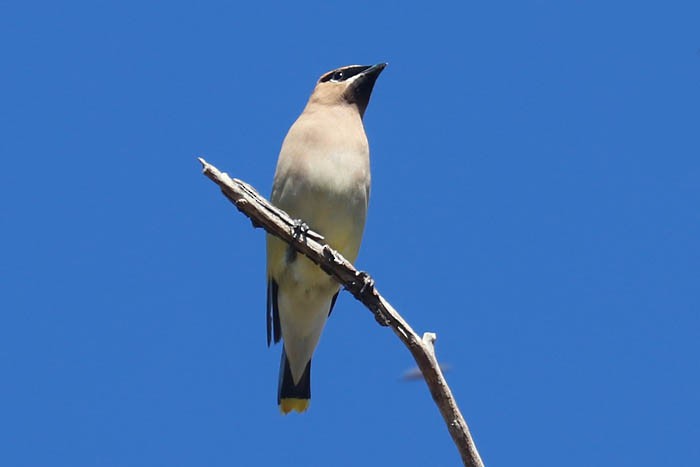Cedar Waxwing - ML643904834