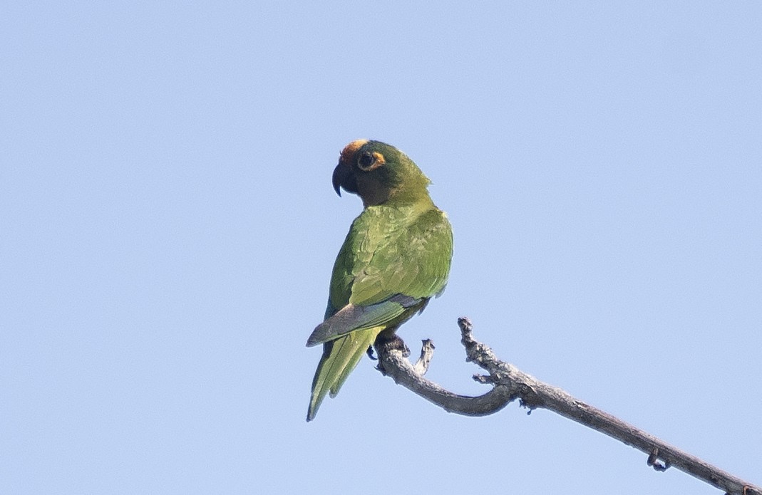 Peach-fronted Parakeet - ML643904836