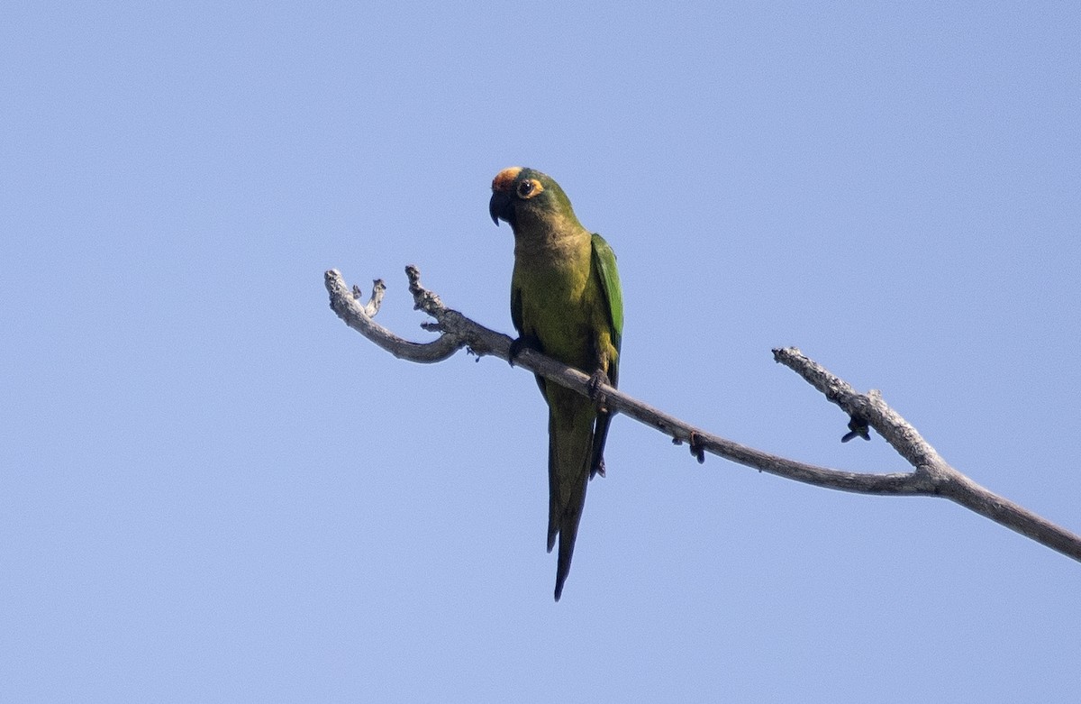 Peach-fronted Parakeet - ML643904837