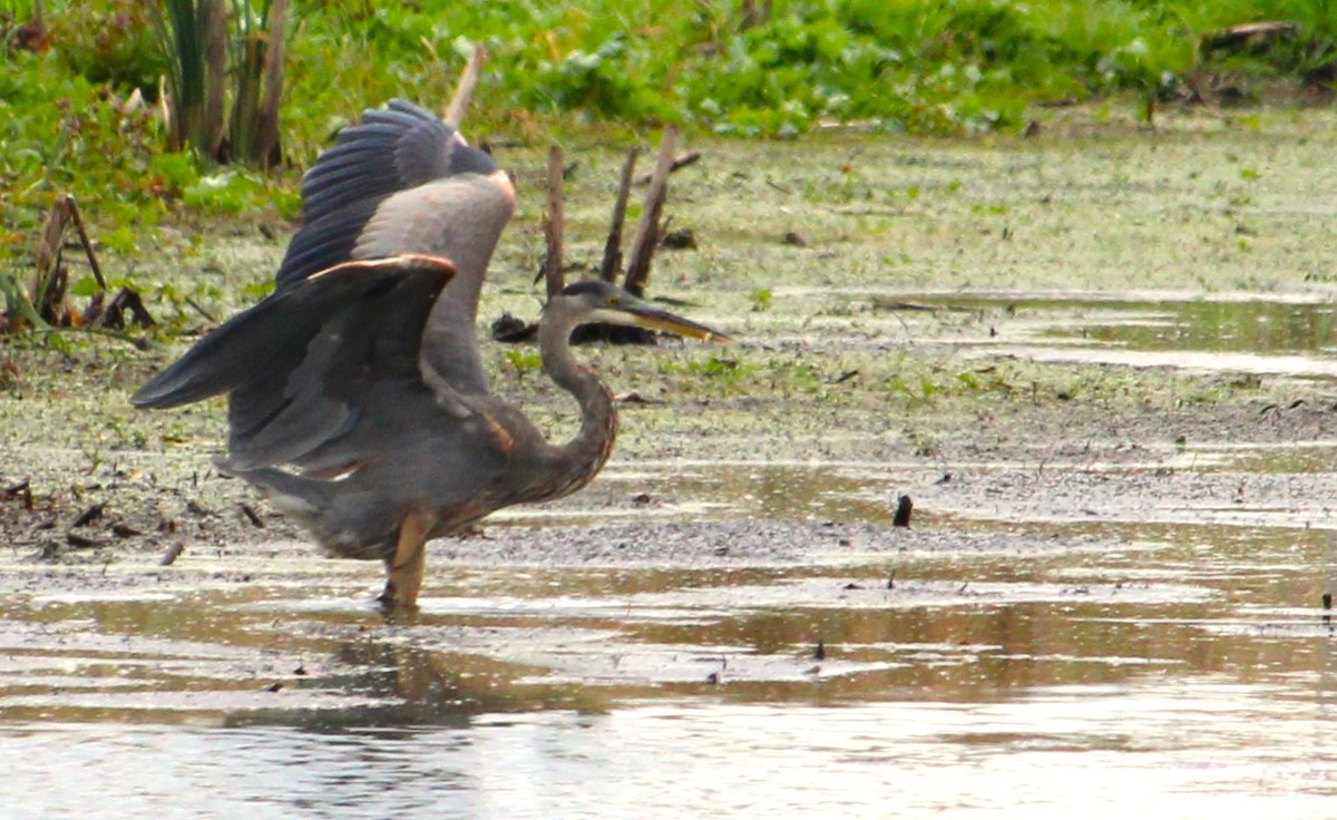 Great Blue Heron - ML643904838