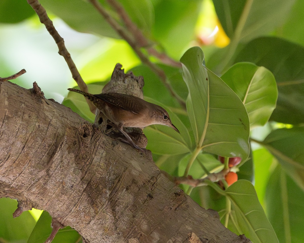 Southern House Wren - ML643904839