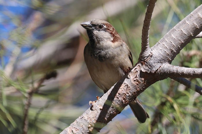 House Sparrow - ML643904840