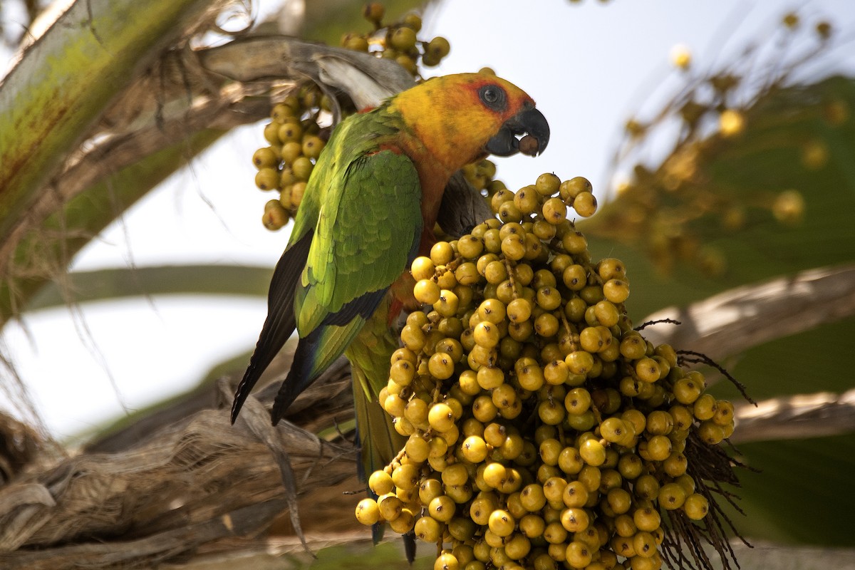 Jandaya Parakeet - ML643904841