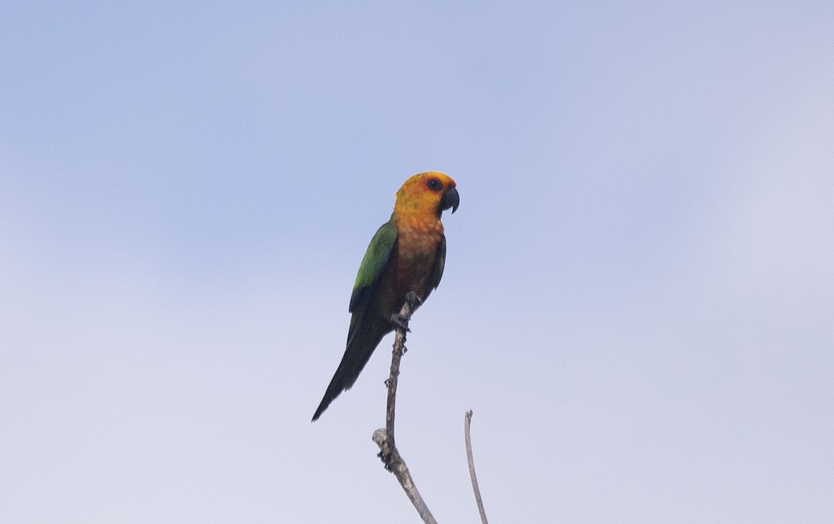 Jandaya Parakeet - ML643904842