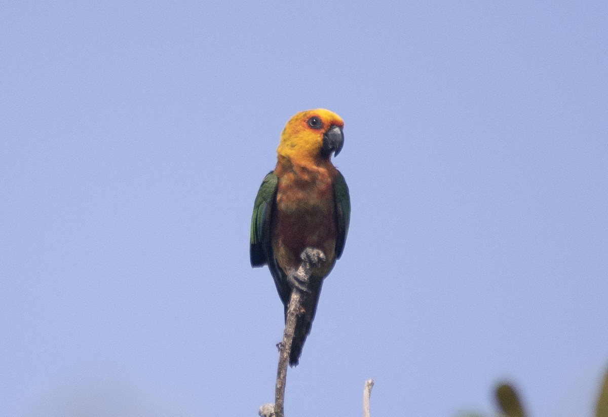 Jandaya Parakeet - ML643904843