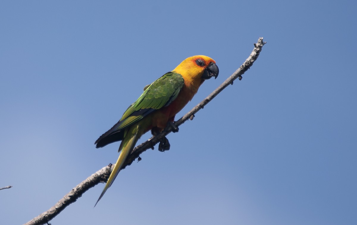 Jandaya Parakeet - ML643904844