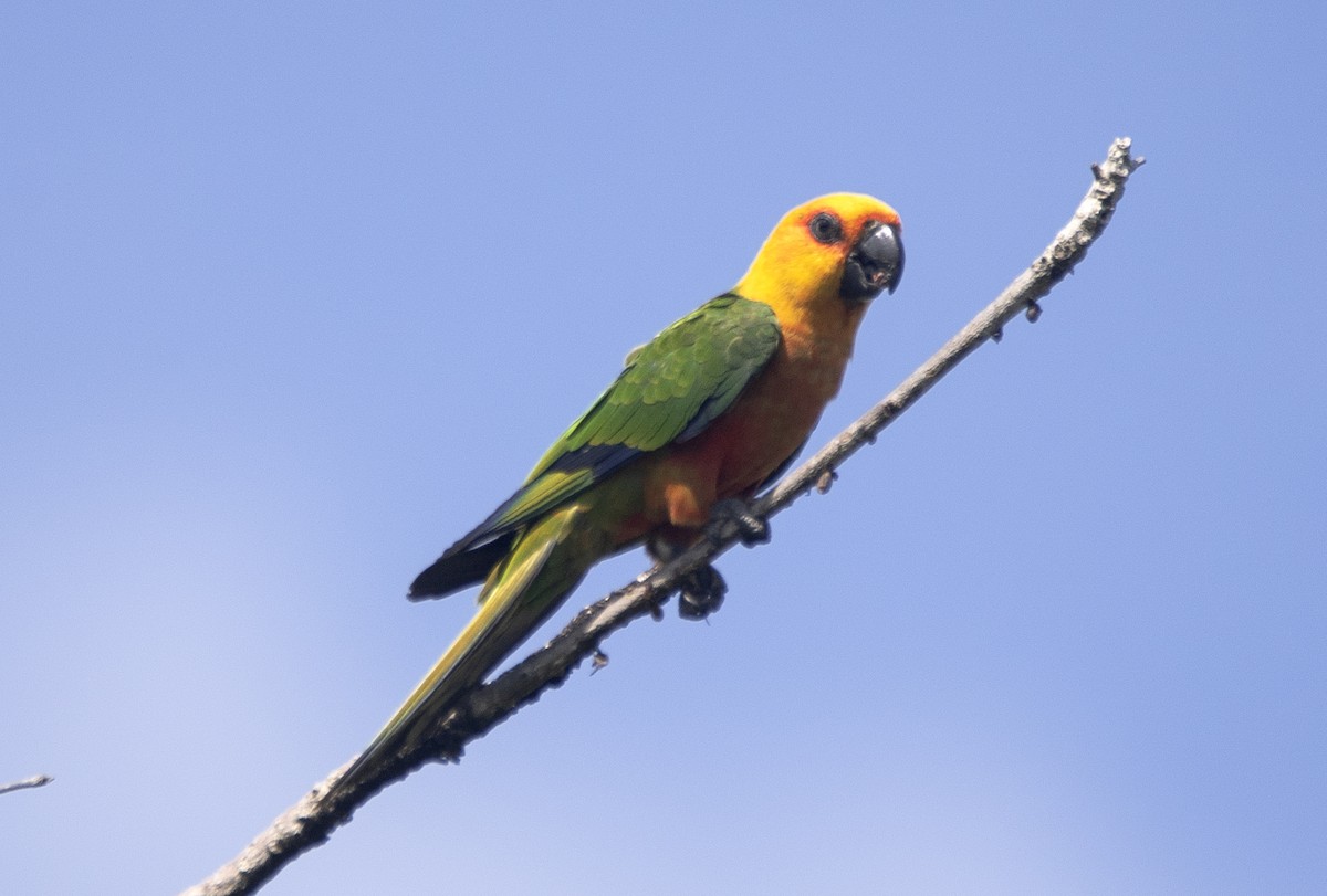 Jandaya Parakeet - ML643904845