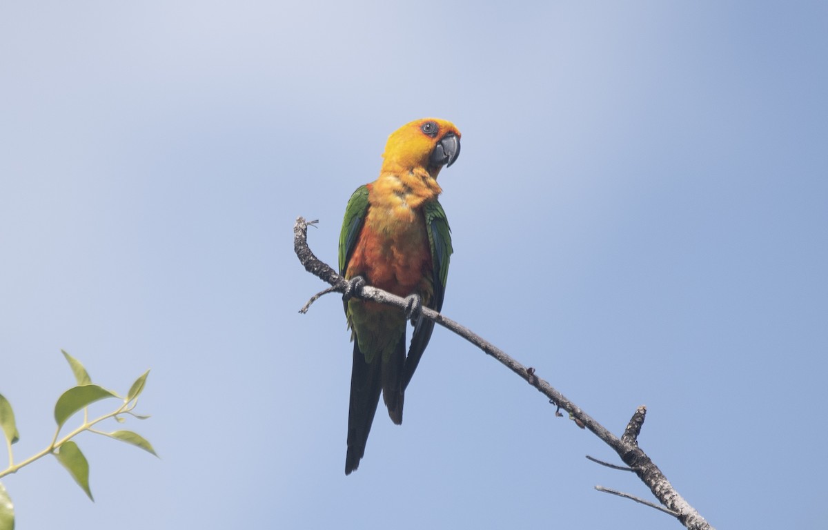 Jandaya Parakeet - ML643904846
